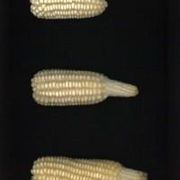 CIMMYTMA 25894 ECUA 12515 AF23A-0903-158 E1.jpg