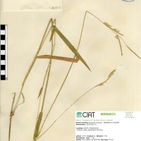 16552 herbarium