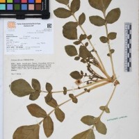 CIP 761454_OCH 12091_01.jpg