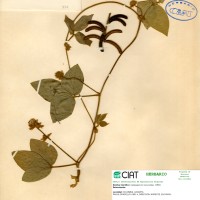 838 herbarium