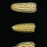 CIMMYTMA 16623 PUEB 564 TC24U-2903-270 E1.jpg