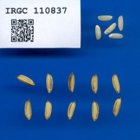 IRGC 110837 Seed Photo