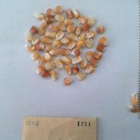 CIMMYTMA 1211 - Reference Inventory.jpg