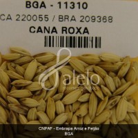 BRA00008645-4.JPG