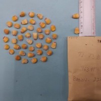 CIMMYTMA 7811 - Reference inventory.jpg