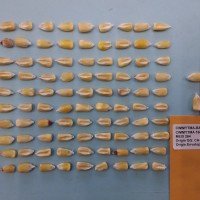 CIMMYTMA 16605 - Reference Inventory.jpg