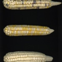 CIMMYTMA 6884 DURA 154 PV22A-1903-148 E2610 _compress.jpg