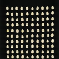 CIMMYTMA 275 GUAN 86 PV22A-1903-138 K1760 _compress.jpg