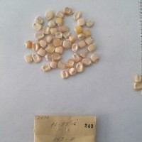 CIMMYTMA 243 - Reference Inventory.jpg