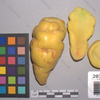 CIP 203065 Tuber