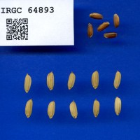 IRGC 64893 Seed Photo