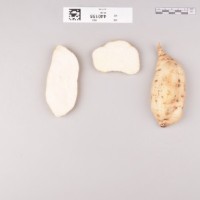 CIP 440155 (root).jpg