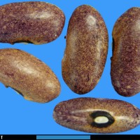 G22502 seed.jpg