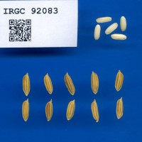 IRGC 92083 Seed Photo