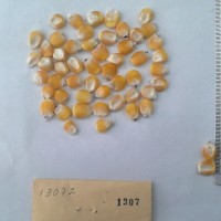 CIMMYTMA 1307 - Reference Inventory.jpg