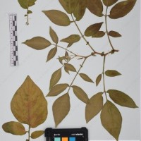 CIP 761394_OCH 12013_04.jpg