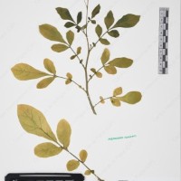 CIP 760016_OCH S47_05.jpg