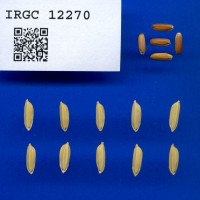 IRGC 12270 Seed Photo