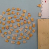 CIMMYTMA 6674 - Reference Inventory.jpg