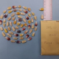 CIMMYTMA 7538 - Reference inventory.jpg