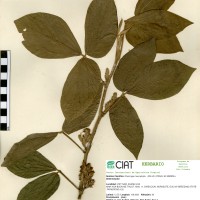 22285 herbarium
