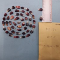 CIMMYTMA 8175 - Reference inventory.jpg