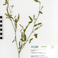 8644 herbarium