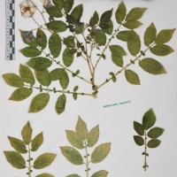 CIP 761053_OCHS 11865_06.jpg