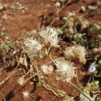 Stylosanthes capitata 12086 pod (2).JPG