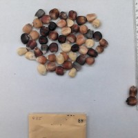 CIMMYTMA 88 - Reference Inventory.jpg