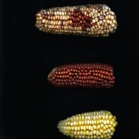 CIMMYTMA 23854 AGUC 31 BA23U-2903-64 E1.jpg