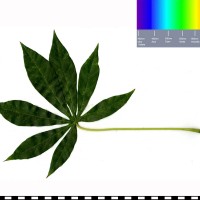 ECU4 leaf