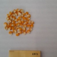 CIMMYTMA 4921 - Reference Inventory.jpg