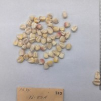 CIMMYTMA 763 - Reference Inventory.jpg