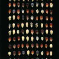 CIMMYTMA 24949 TAC41 TC22U-2903-167 K.jpg