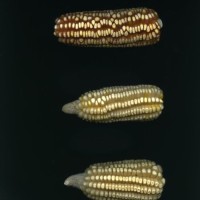 CIMMYTMA 5852 OAXA 291 PV22A-1903-121 E1868 _compress.jpg