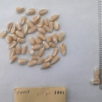 CIMMYTMA 1401 - Reference Inventory.jpg