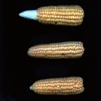 CIMMYTMA 4924 BRAZ 2029 AF20A-0903-26 E.jpg