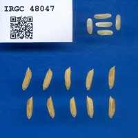 IRGC 48047 Seed Photo