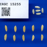 IRGC 15255 Seed Photo