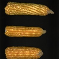 CIMMYTMA 9132 BRAZ 1052 AF18A-0903-8 E1.jpg