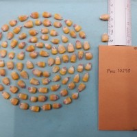 CIMMYTMA 30527 - Reference Inventory.jpg