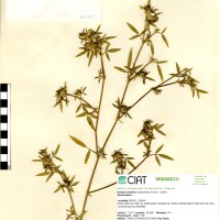 11614 herbarium