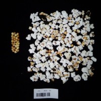 Popped and not popped comparison labeled.jpg