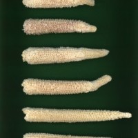 CIMMYTMA 19433 VERA 503 BA22U-2903-104 C.jpg