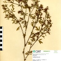 1592 herbarium