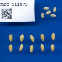 IRGC 111075 Seed Photo