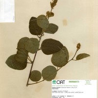 23996 herbarium
