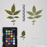 CIP 761070_OCHS 11297_15.jpg