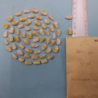 CIMMYTMA 8074 - Reference inventory.jpg